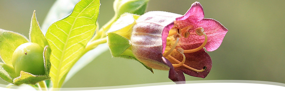 Belladonna atropa